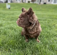 Mocha, a female French Bulldog for sale in St. Louis, MO – 10 of 10