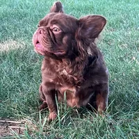 Mocha, a female French Bulldog for sale in St. Louis, MO – Photo 2 of 6