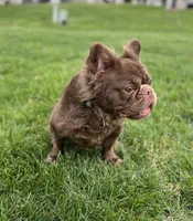 Mocha, a female French Bulldog for sale in St. Louis, MO – 9 of 10