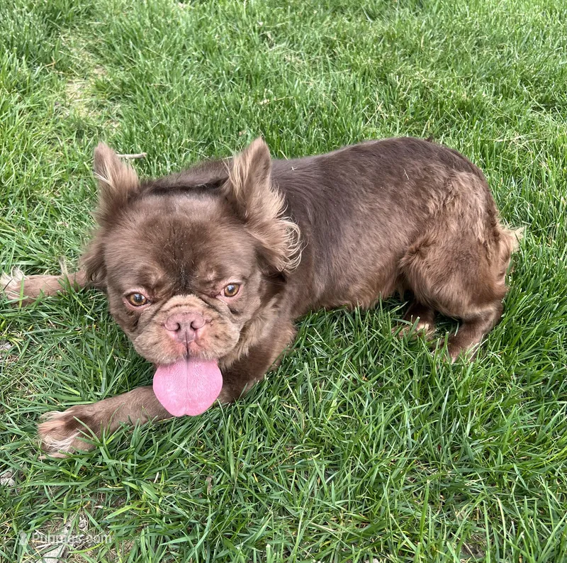 Mocha – French Bulldog puppy for sale in St. Louis, MO