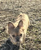 Ladybug, a female French Bulldog for sale in St. Louis, MO – Photo 7 of 7