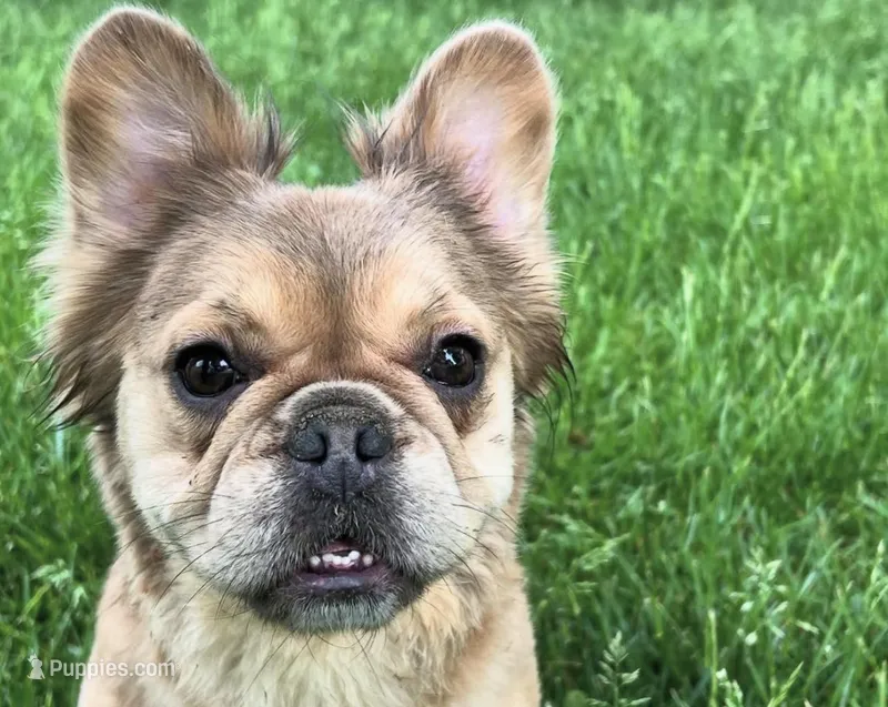 Ladybug, a female French Bulldog for sale in St. Louis, MO – Photo 1 of 7