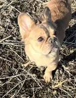 Ladybug, a female French Bulldog for sale in St. Louis, MO – Photo 3 of 7