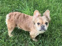 Ladybug, a female French Bulldog for sale in St. Louis, MO – Photo 5 of 7