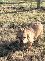 Ladybug, a female French Bulldog for sale in St. Louis, MO – Photo 6 of 7