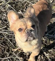 Ladybug, a female French Bulldog for sale in St. Louis, MO – Photo 4 of 7