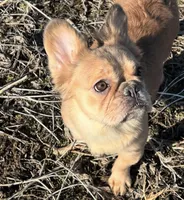 Ladybug, a female French Bulldog for sale in St. Louis, MO – Photo 2 of 7