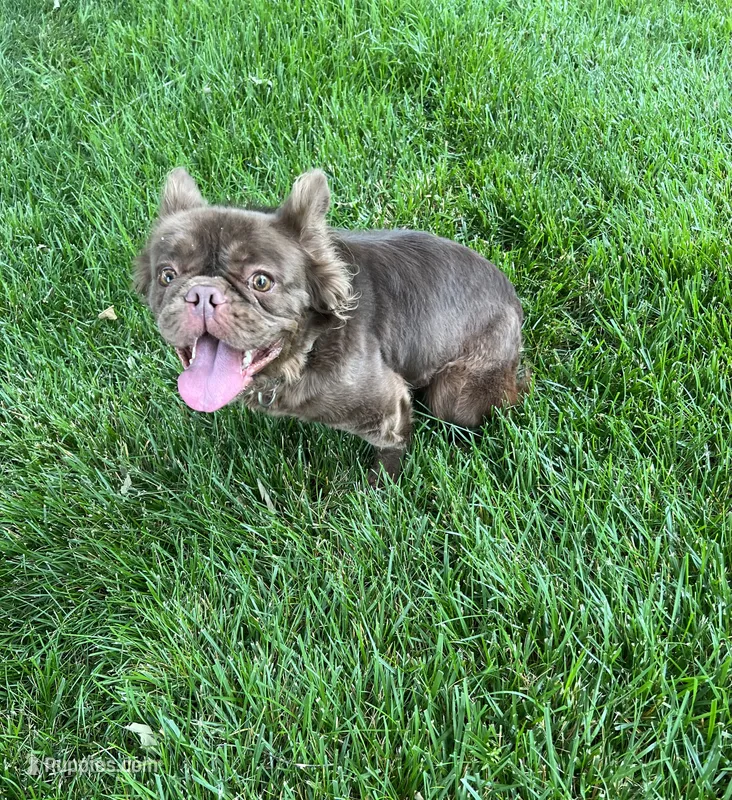 Mocha, a female French Bulldog for sale in St. Louis, MO – 1 of 10