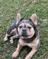 Meka, a female French Bulldog for sale in St. Louis, MO – Photo 3 of 4