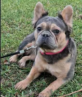 Meka, a female French Bulldog for sale in St. Louis, MO – Photo 1 of 4