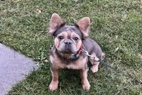 Meka, a female French Bulldog for sale in St. Louis, MO – Photo 4 of 4