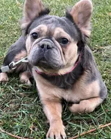 Meka, a female French Bulldog for sale in St. Louis, MO – Photo 2 of 4