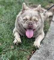 Jack Frost , a male French Bulldog for sale in St. Louis, MO – 2 of 5