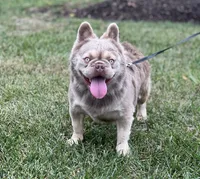 Jack Frost , a male French Bulldog for sale in St. Louis, MO – 5 of 5