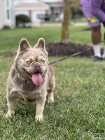 JACK FROST, a male French Bulldog for sale in St. Louis, MO – Photo 3 of 7