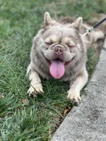 JACK FROST, a male French Bulldog for sale in St. Louis, MO – Photo 6 of 7