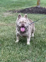 JACK FROST, a male French Bulldog for sale in St. Louis, MO – Photo 5 of 7