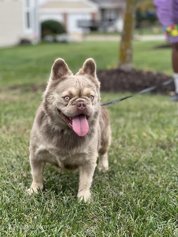 JACK FROST – French Bulldog puppy for sale in St. Louis, MO