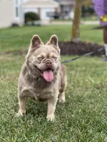 JACK FROST, a male French Bulldog for sale in St. Louis, MO – Photo 1 of 7