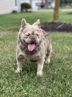 JACK FROST, a male French Bulldog for sale in St. Louis, MO – Photo 4 of 7