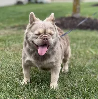 Jack Frost , a male French Bulldog for sale in St. Louis, MO – 3 of 5