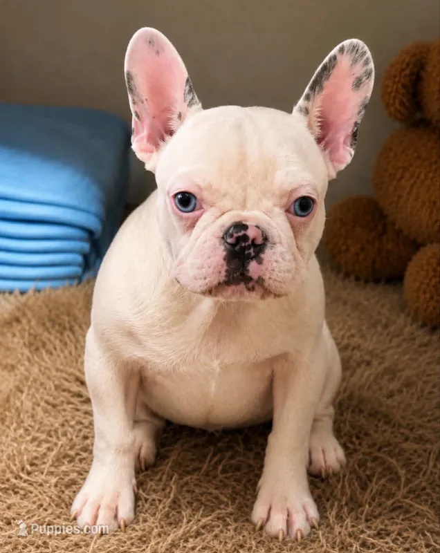 Koi girl  – French Bulldog puppy for sale in Alexandria, VA