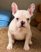 Koi girl , a female French Bulldog for sale in Alexandria, VA – 1 of 2