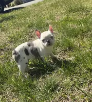 Koi boy , a male French Bulldog for sale in Alexandria, VA – 2 of 3