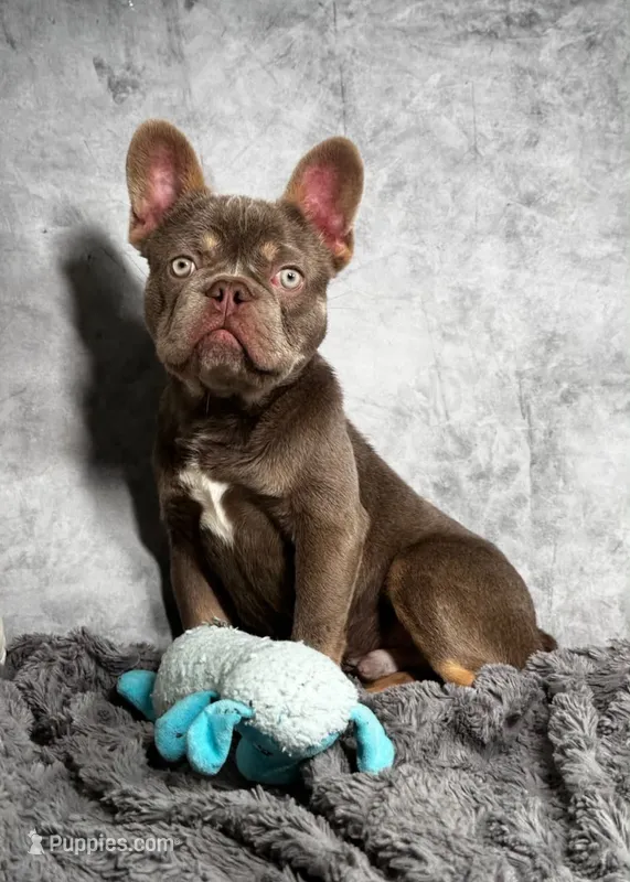 Isabella boy  – French Bulldog puppy for sale in Alexandria, VA