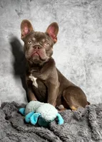 Isabella boy , a male French Bulldog for sale in Alexandria, VA – 1 of 1