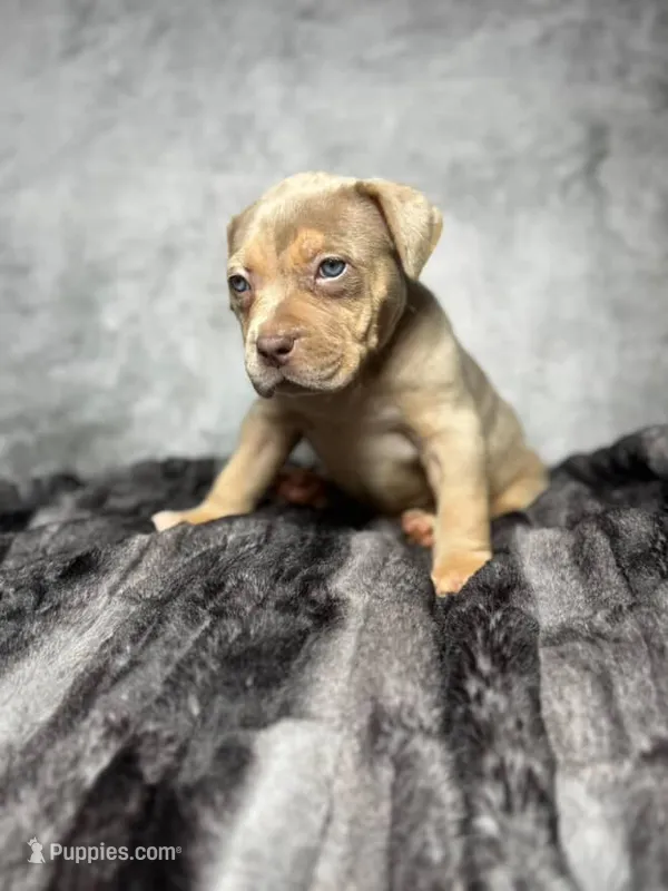 Merle - blue – American Bully puppy for sale in Alexandria, VA
