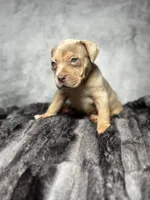 Merle - blue, a male American Bully for sale in Alexandria, VA – 1 of 2