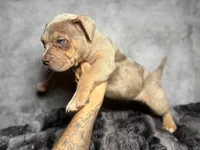 Merle - blue, a male American Bully for sale in Alexandria, VA – 2 of 2