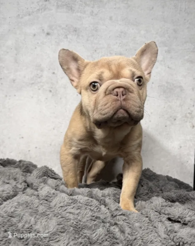 Pixie  – French Bulldog puppy for sale in Alexandria, VA