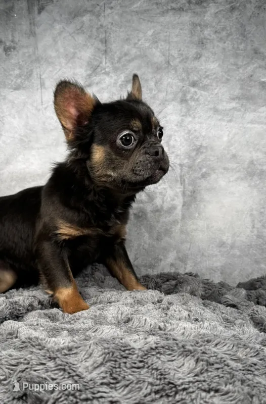 Blue tri girl  – French Bulldog puppy for sale in Alexandria, VA
