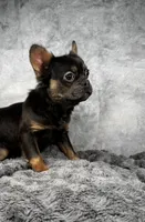Blue tri girl , a female French Bulldog for sale in Alexandria, VA – 1 of 1