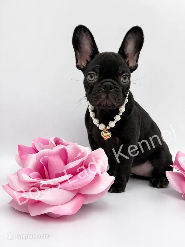 Chocolate girl  – French Bulldog puppy for sale in Alexandria, VA