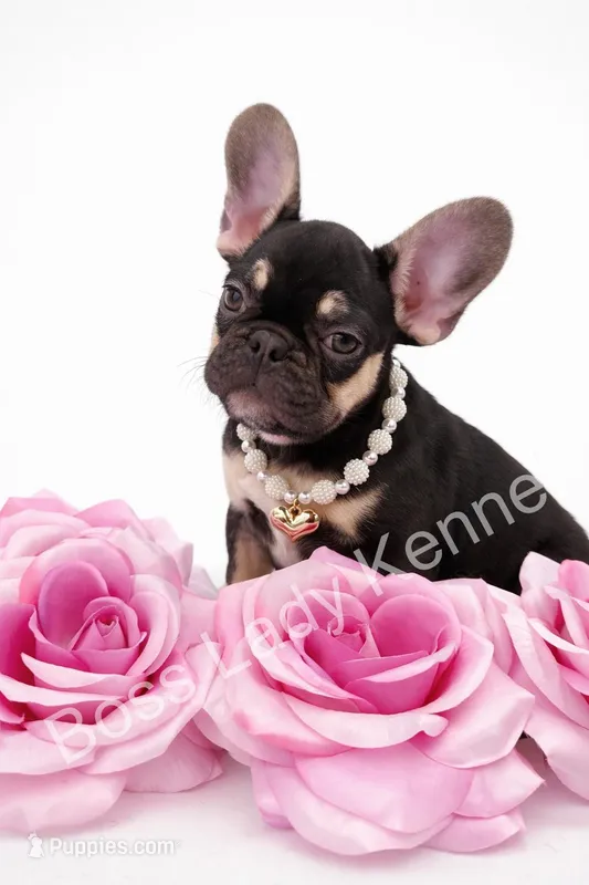 Chocolate tri girl  – French Bulldog puppy for sale in Alexandria, VA