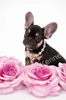 Chocolate tri girl , a female French Bulldog for sale in Alexandria, VA – 1 of 1
