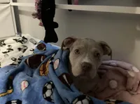 Merle girl , a female American Bully for sale in Alexandria, VA – 2 of 2