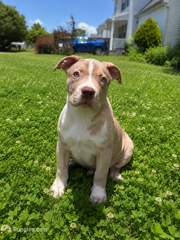 Merle boy  – American Bully puppy for sale in Alexandria, VA