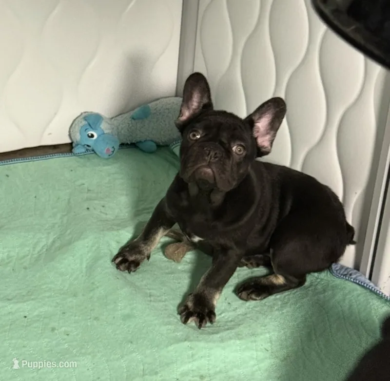 Chocolate girl  – French Bulldog puppy for sale in Alexandria, VA