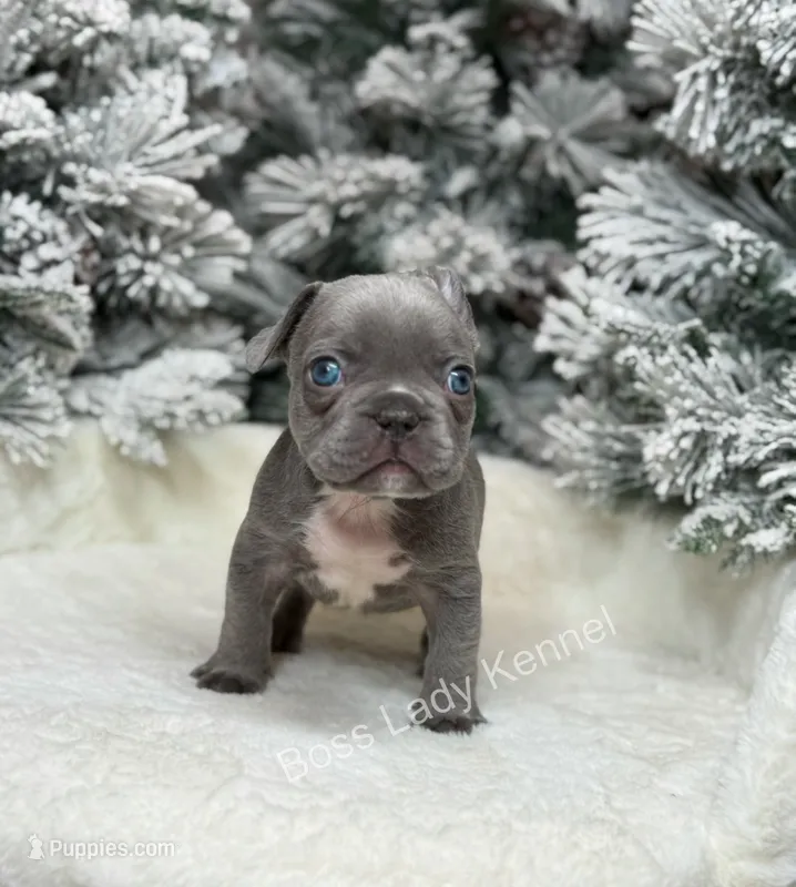 Mr. Freeze – French Bulldog puppy for sale in Alexandria, VA