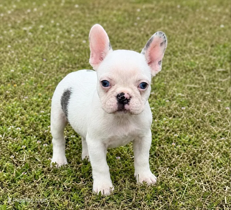 Koi girl  – French Bulldog puppy for sale in Alexandria, VA