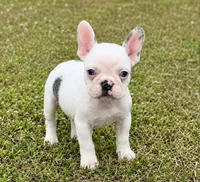 Koi girl , a female French Bulldog for sale in Alexandria, VA – 1 of 1