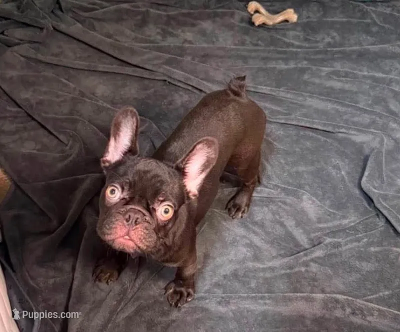 Coco girl  – French Bulldog puppy for sale in Alexandria, VA