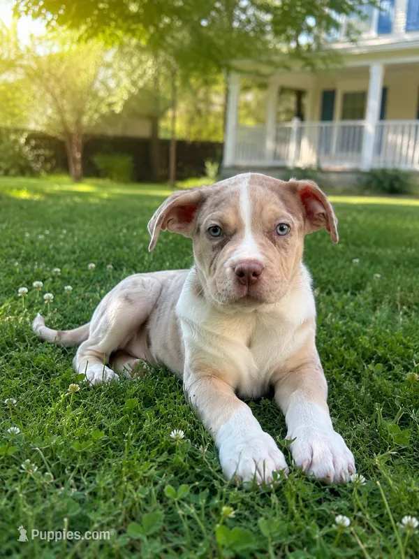 Merle boy  – American Bully puppy for sale in Alexandria, VA