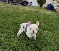 Koi boy , a male French Bulldog for sale in Alexandria, VA – 3 of 3