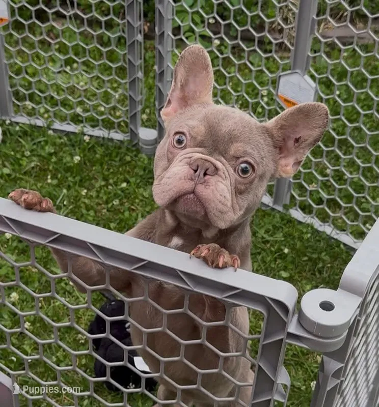 Isabella boy  – French Bulldog puppy for sale in Alexandria, VA