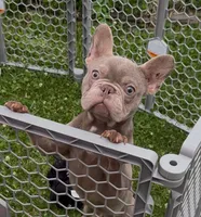Isabella boy , a male French Bulldog for sale in Alexandria, VA – 1 of 1